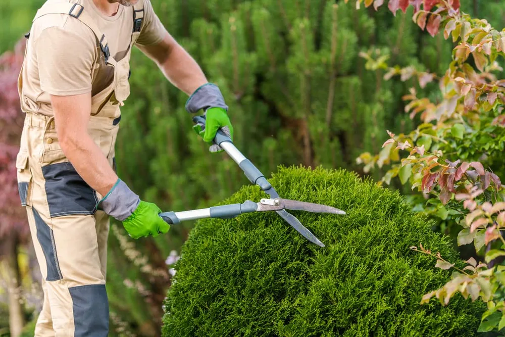 Hecke